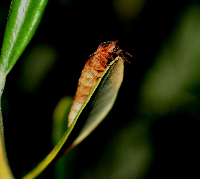 Lampyris sp. femmina